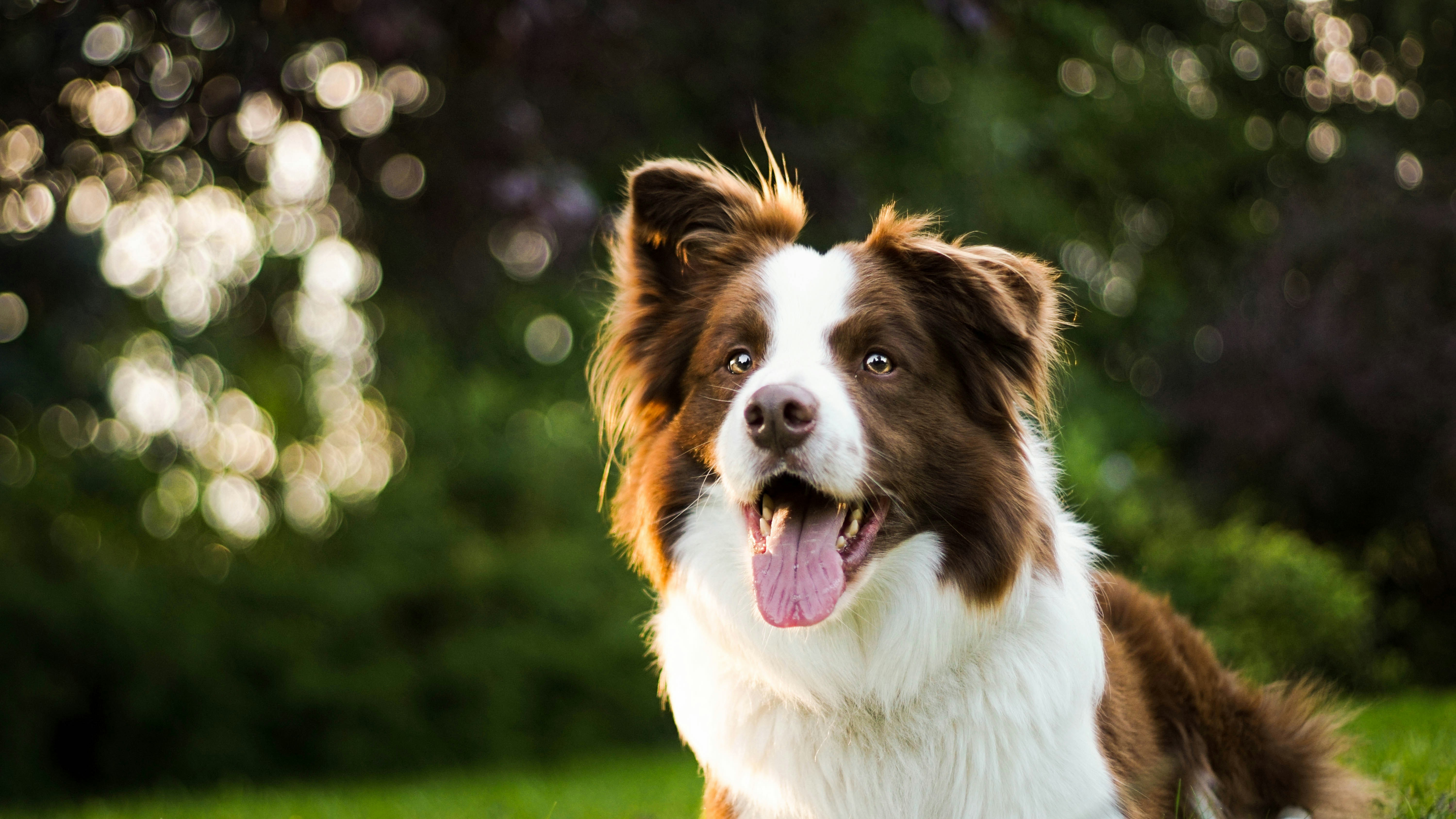 Border collie – charakter, potrzeby i codzienne wymagania